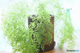 日陰のお部屋でもよく育つ 初心者さんにおすすめの観葉植物6選 キナリノ