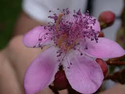 Image result for Bixaceae