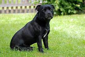 In der ersten hälfte des 19. Alimentazione Dello Staffordshire Bull Terrier Cosa Dovrebbe Mangiare