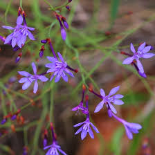 Image result for Afrosolen sandersonii