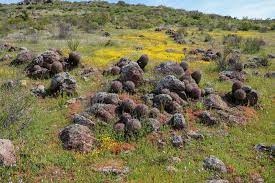 It is usually wider than tall and less than 12 inches (30 cm) in height. San Diego Barrel Cactus Ferocactus Viridescens Garden Org