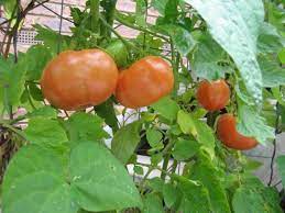 Gross Lisse Tomatoes Planting Vegetables Types Of Tomatoes Beans