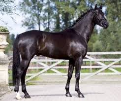 Groningen And Gelderlander Horses Horse Breeds Horses Dutch Warmblood