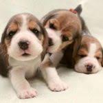 Due to its lovable and curious personality. Unique Dog Names For A Girl Beagle List With Meanings