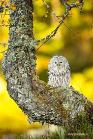 Wuuohu Uhm This Place Looks So Mysterious I Want To Find Out All About Samissomar S Pinterests Http Samissomarspace Wordpres Owl Animals Pet Birds