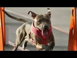 Pin By Leisa Albritton On Animals American Pitbull Terrier Pitbull Terrier Pitbulls