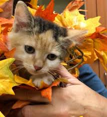 Search for kittens for adoption near me free. Memphis Pets Alive