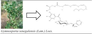 Image result for Gymnosporia arbutifolia