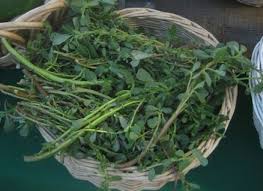 Oleracea is an herbaceous, succulent annual growing 10 to 30 cm tall and preferring sandy soil and warmer conditions. Don T Pull The Purslane 11 Uses For The Edible Weed Organic Authority