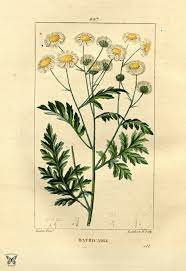 Feverfew 1865 Feverfew Botanical Drawings Feverfew Plant