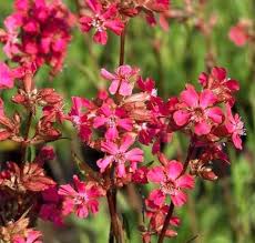 Image result for Euphorbia epicyparissias