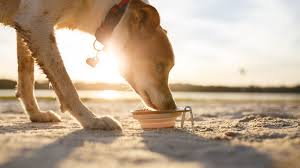 For pets sake dog grooming evanston, il 60201 phone: Seattle For Pet S Sake News Weather Sports Breaking News Komo
