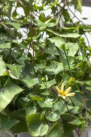 Image result for Senecio letouzeyanus