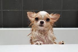 But, don't make it a habit to always use baby shampoo on your dog or puppy. Homemade Dog Shampoo 3 Simple Recipes To Try