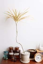 dracaena concinne rainbow dracaena concinna rainbow コンシンネ ドラセナ コンシンネ ドラセナ