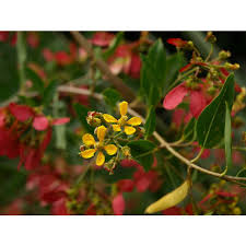 Image result for Heteropterys glabra