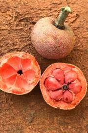 Image result for Dioscoreophyllum