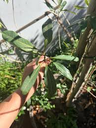 Image result for Strychnos henningsii