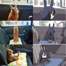 Proper Use Of An Art Degree Anime Funny Anime Memes Funny Anime Furry