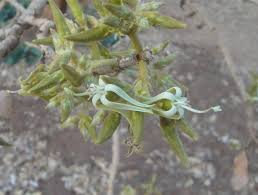 Image result for Eulophia katangensis