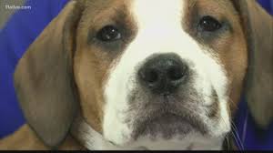 Download our petland app today for information on your local petland's available pets and pet supplies. Petland Being Sued For Selling Sick Dogs Cobb Co Family Speaks 11alive Com