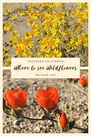 There may not a super bloom this year, but you can still see spring wildflowers in southern california. 10 Places To See Spring Wildflowers In Socal