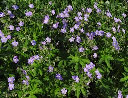 Image result for Geranium aculeolatum