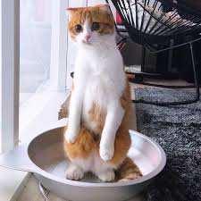 な なんにゃ 突然 ぬるっと 立ち上がった ぷっく君 キョトンとした顔で どうしたのかな じっと見ていたけど この後 何事もなかったように 猫鍋で寝たみたいです regram pukku 素敵な写真 cute animals kittens kitten