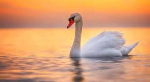 Sometimes, they are considered a distinct subfamily, cygninae. True Love Swan Mourning On Tracks Leads To Delay In 23 Trains World News Wionews Com