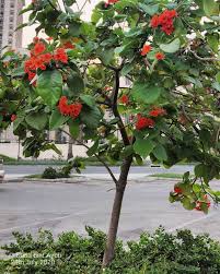 Image result for Cordia