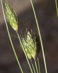 Image result for Alloeochaete geniculata