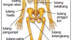Sementara penyambung tulang satu dan tulang lainnya ialah persendian. Sistem Rangka Manusia Fungsi Dan Contohnya Dosenbiologi Com