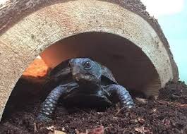 The alabama map turtle (graptemys pulchra) has a lifespan of about 10 years with the oldest captive recorded attained an age of 15.7 years. Box Turtle Lifespan How Long Do They Live The Turtle Hub