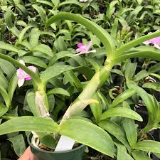 Image result for Eulophia calantha