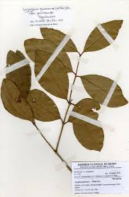 Image result for Syzygium owariense