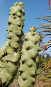 Print all files glue spikes into holes on cactus glue cactus to base glue base into pot. Lophocereus Schottii Obesa Form Cacti Com Weird Plants Succulents Cacti And Succulents