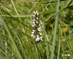 Image result for Brownleea maculata