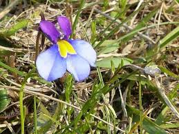 Image result for Monopsis decipiens