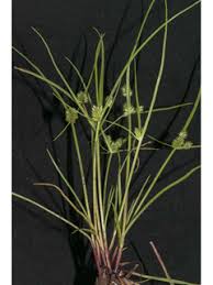 Image result for Cyperus squarrosus