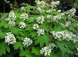 Image result for Hydrangea quercifolia