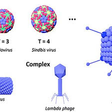 Sample virus structures.[¹³] Reproduced with permission...