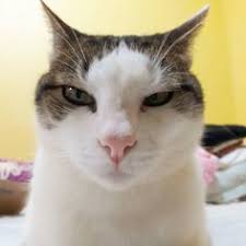 Ogromnie dziękuję @marzena_rogalska @tomaszkammel oraz całej produkcji @pytanienasniadanie za takie… 900 Catlovers Ideas Cats Cat Lovers Animals