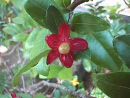 Image result for Ochna inermis