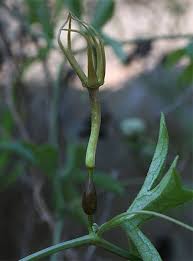 Image result for Trochomeria macrocarpa