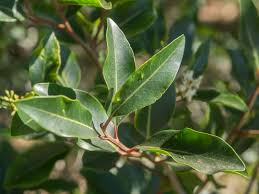 Image result for Apodytes dimidiata