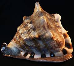 Finding Seashells On Turks And Caicos Islands | Sea Shells, She Sells  Seashells, Seashell Gift