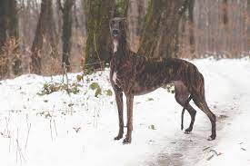 Looking for greyhound and whippet popular content, reviews and catchy. Kollaps Greyhound And Whippet