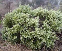 Baccharis Pilularis California Native Plants Drought Tolerant Garden Plants