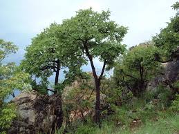 Image result for Lannea discolor