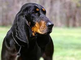 Black and tan coonhounds are great with children, though they are quite large. Black And Tan Coonhound Price Temperament Life Span